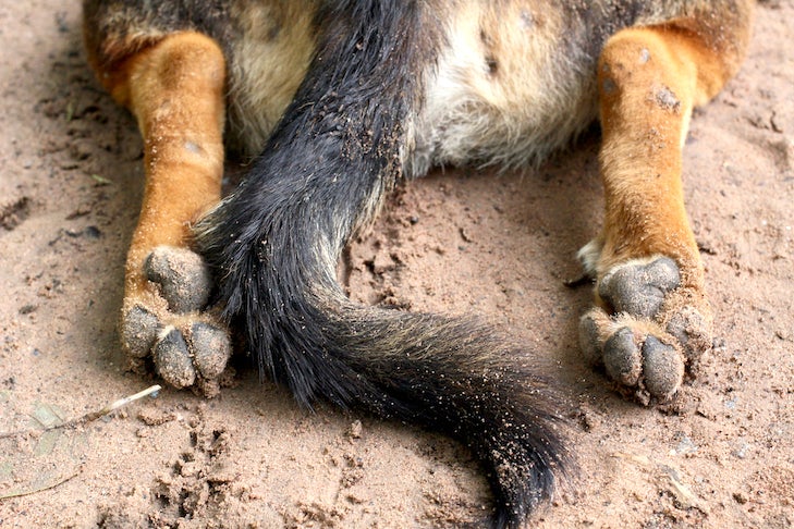 Feet and tail of a dirty dog laying down in sand.