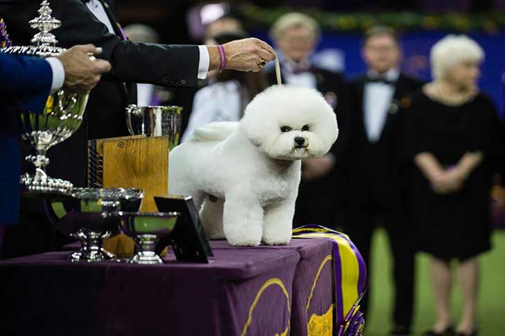 Westminster Dog Show 2021 Results: Best of Breed Winners and Saturday Recap, News, Scores, Highlights, Stats, and Rumors