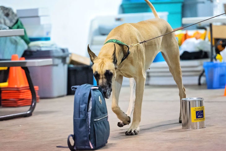 how does a backpack help a dog