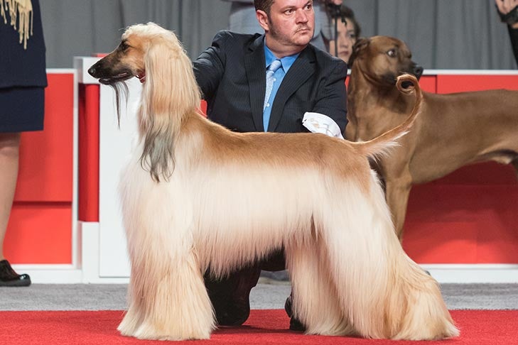 Hound Group First and Best of Breed: GCHB CH Pahlavi Marilyn Merlot, Afghan Hound; 2017 AKC National Championship presented by Royal Canin, Orlando, FL.