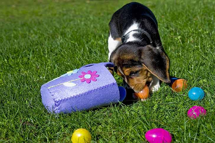 plastic egg dog toy