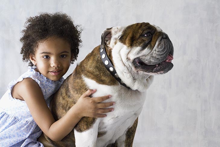 Bulldog With Little Girl Portrait 