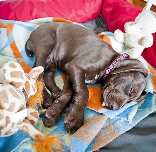 Why Dogs Like To Sleep in Your Bed, According to Pet Experts - Parade