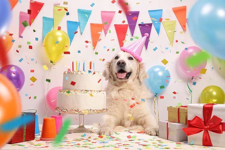 do dogs have birthdays