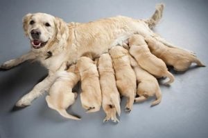 golden-retriever-with-puppy-litter-header