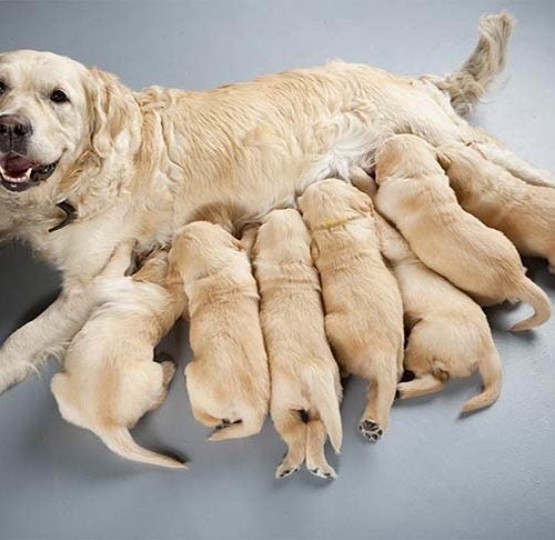 do dogs mate with their mothers