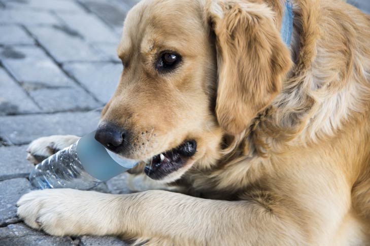 dog chewing on plastic bowl