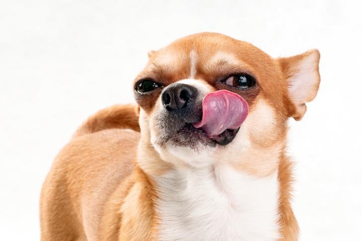 how do you remove dried saliva from a dog
