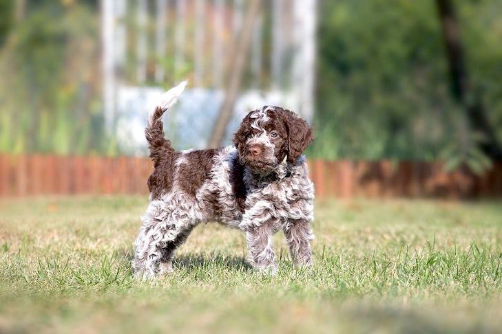 Lagotto Romagnolo puppy standing in the yard.