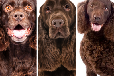 https://www.akc.org/wp-content/uploads/2018/04/Spaniels-Which-Breed-Quiz-800x600-1-400x267.png