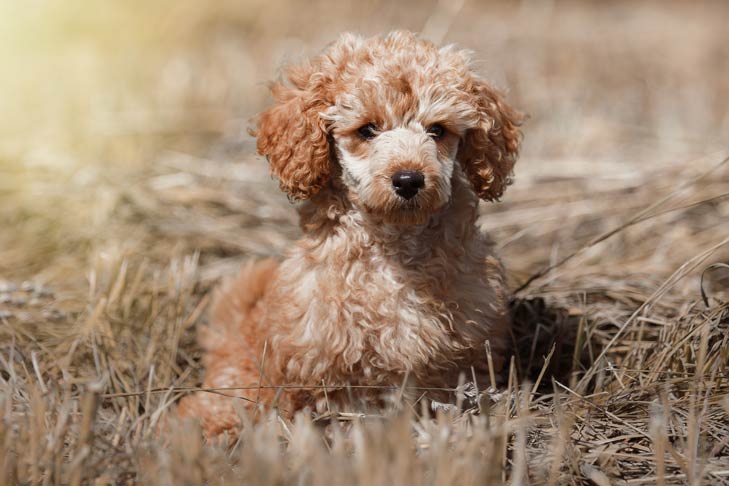 are toy poodle the most intelligent dogs