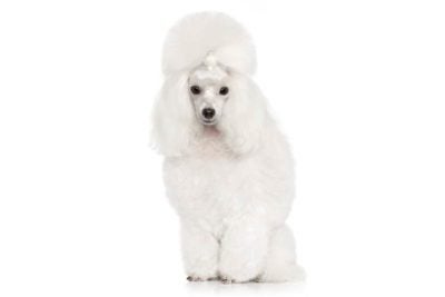 https://www.akc.org/wp-content/uploads/2018/04/Toy-Poodle-on-White-02-400x267.jpg