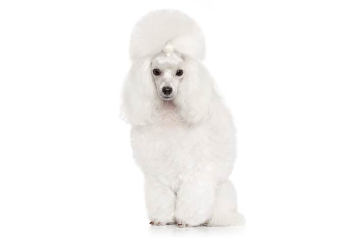 https://www.akc.org/wp-content/uploads/2018/04/Toy-Poodle-on-White-02.jpg