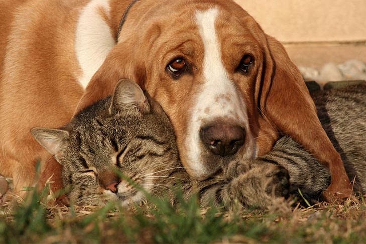 are dogs and cats different species