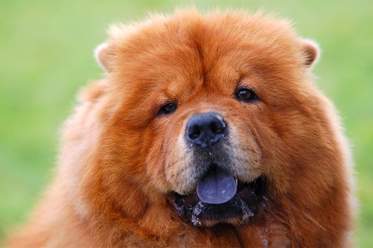 What To Know About Dog Breeds With Blue Tongues
