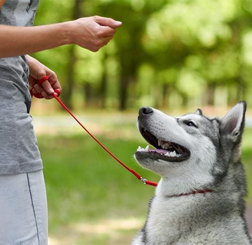 Do You Have the Best Dog Training Tools You Need to Succeed?