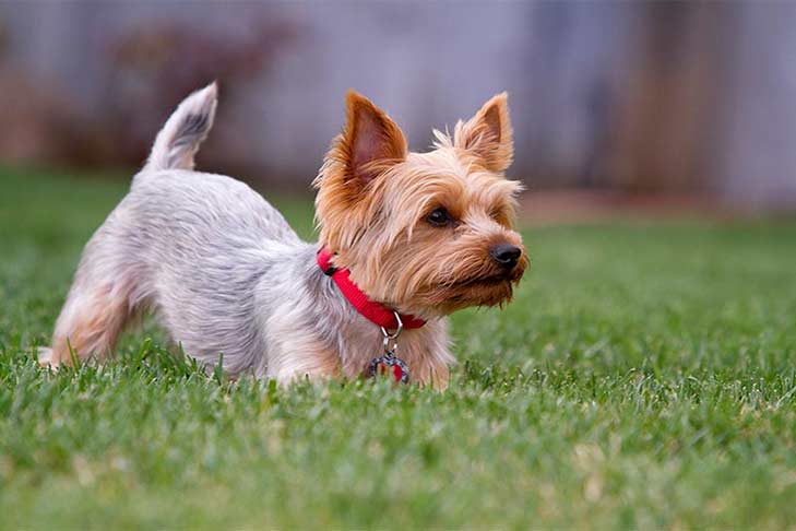 yorkshire-terrier-in-yard-header