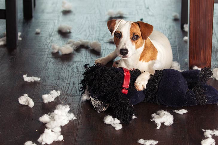 https://www.akc.org/wp-content/uploads/2018/05/Dog-with-toy-surrounded-by-the-toys-stuffing.jpg