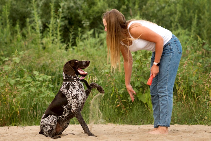 Lure-and-Reward Training for Dogs: Top Tips to Keep in Mind