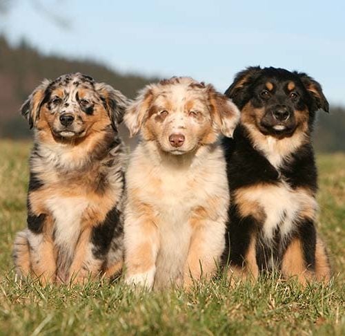https://www.akc.org/wp-content/uploads/2018/05/Three-Australian-Shepherd-puppies-sitting-in-a-field-500x486.jpg