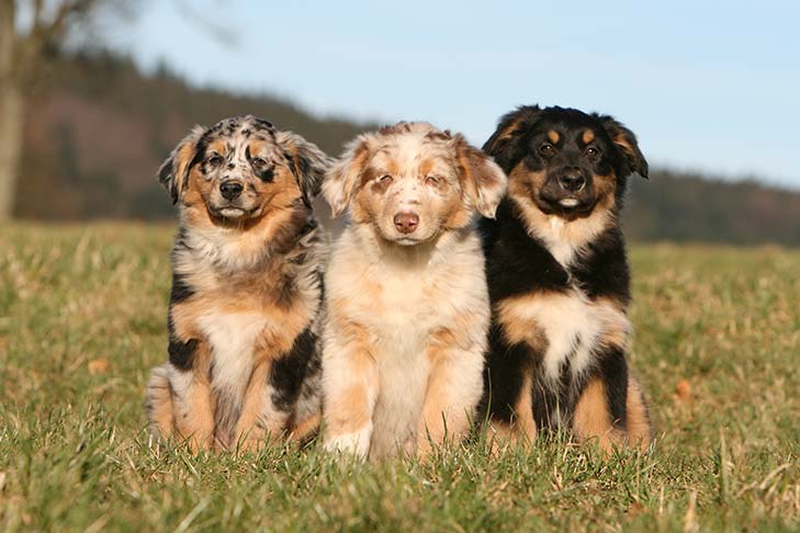 https://www.akc.org/wp-content/uploads/2018/05/Three-Australian-Shepherd-puppies-sitting-in-a-field.jpg