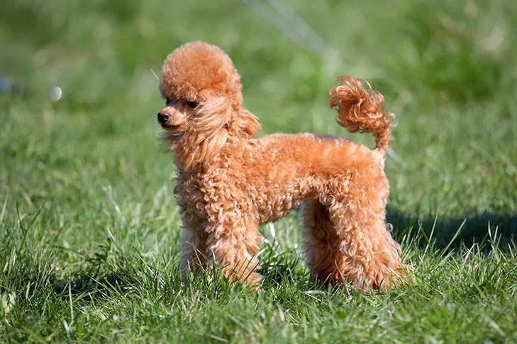 https://www.akc.org/wp-content/uploads/2018/05/Toy-Poodle-standing-in-the-grass.jpg