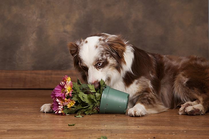Guide to Puppy Proofing Your Home And Garden
