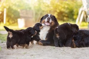 Bernese Mountain Dog mom surrounded by her puppies.