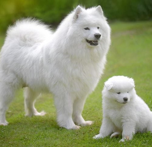 a fluffy dog meaning