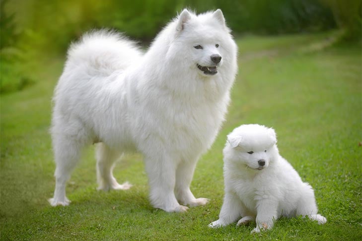 what breed are white fluffy dogs