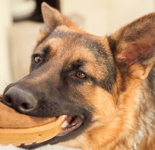 how to stop dogs from biting shoes
