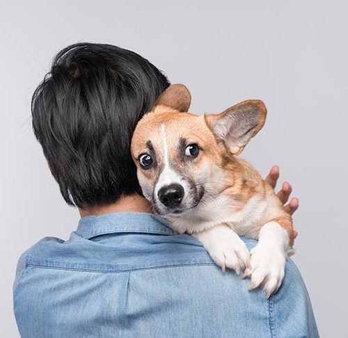 how do you tell if your dog is scared of you