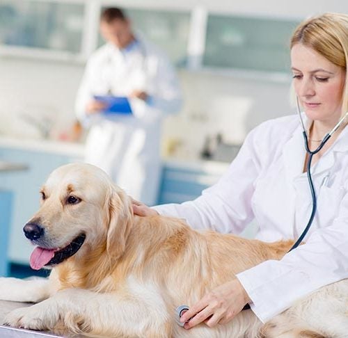 what are the signs of mammary cancer in dogs
