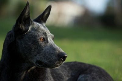 Medium Dog Breeds – American Kennel Club