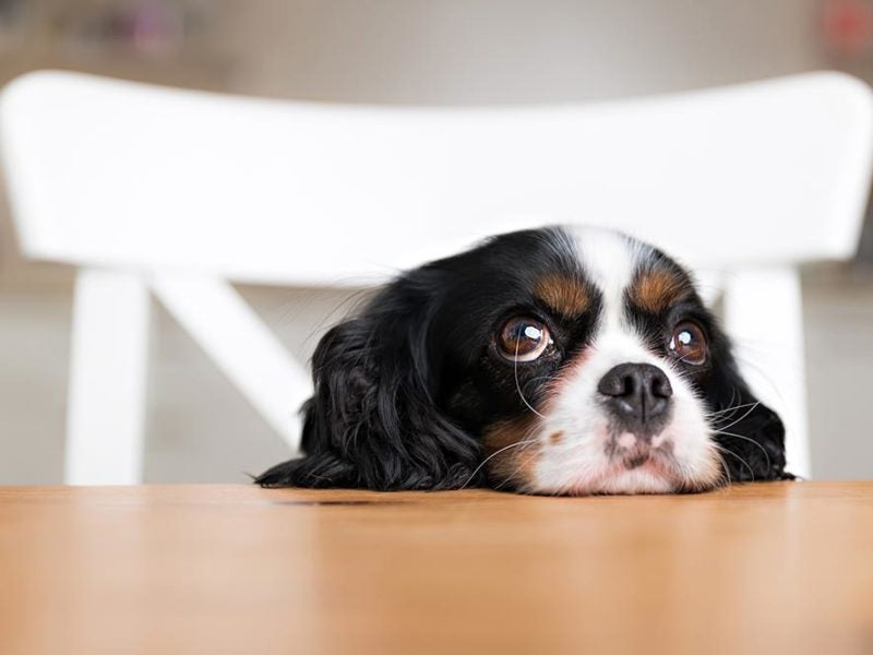 7 Ways to Keep Your Dog Busy While at Home