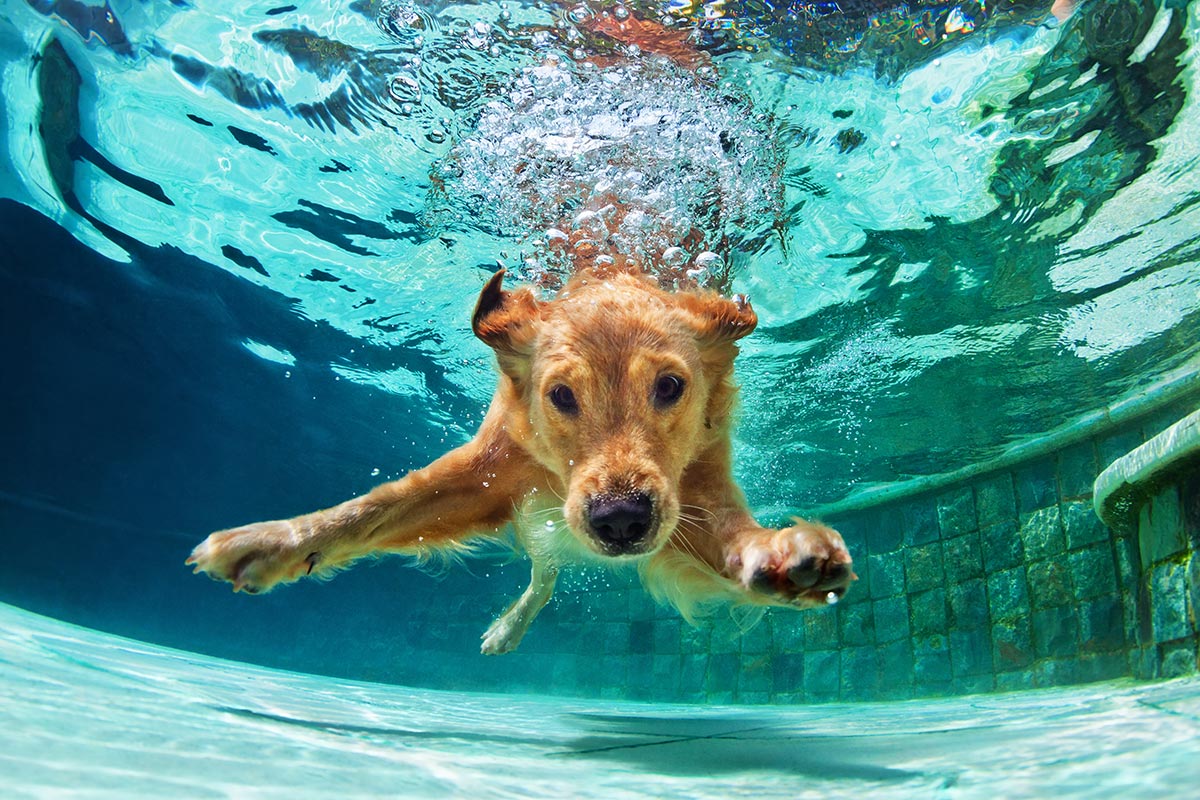 can dogs swim in swimming pools