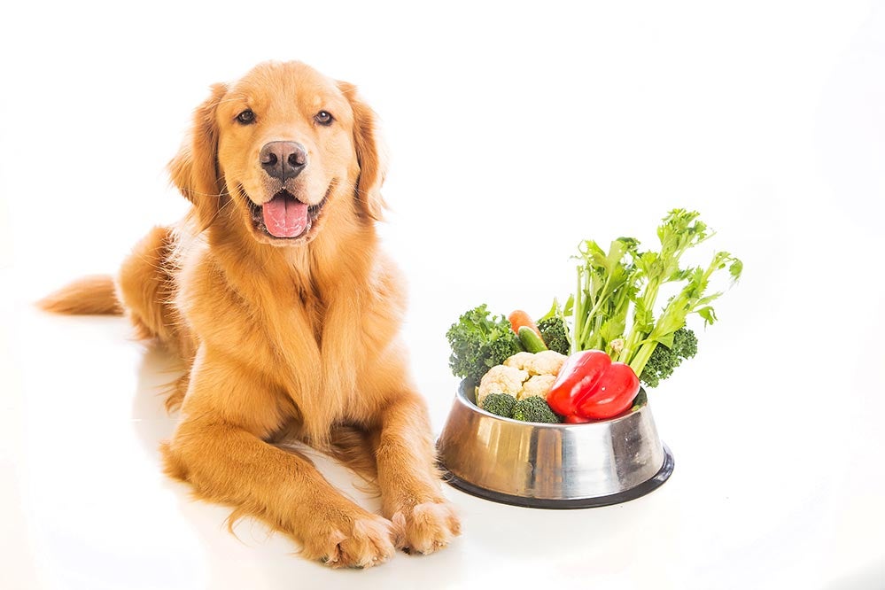 List of Food Dogs Can (and Can't) Eat, According to Vet