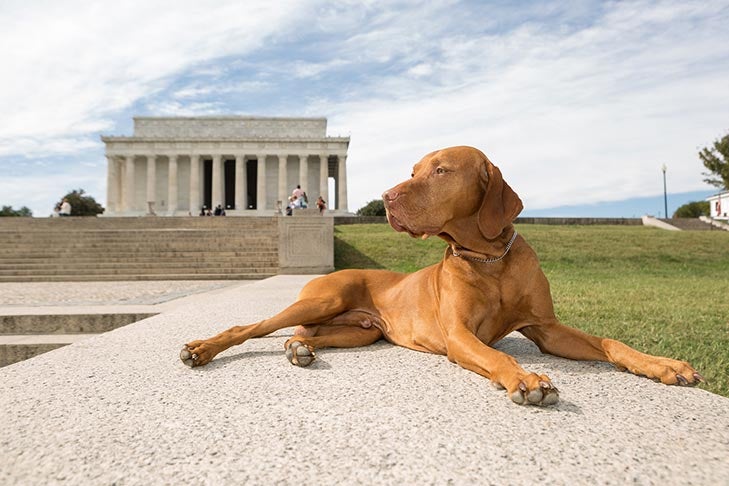 are dogs allowed in national parks in washington