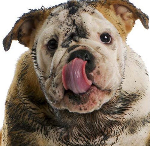 how dirty is a dogs tongue