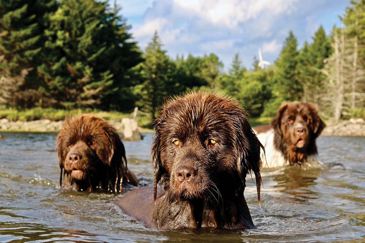 Why Do Wet Dogs Smell So Bad?