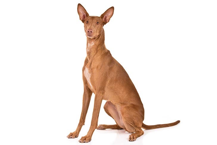 pharaoh hound for sale