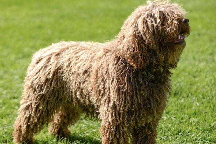 Spanish water dog: Dog breed characteristics & care
