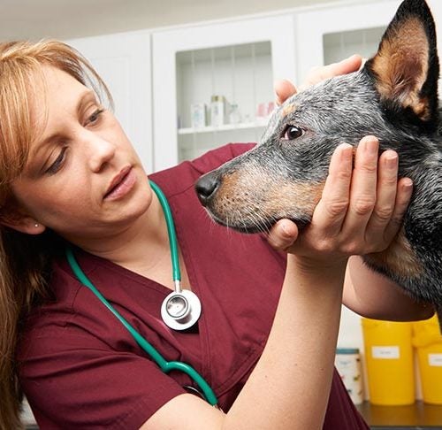 Common Questions: FAQS – Animal Clinic, Animal Doctor