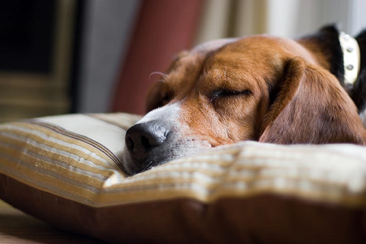 How many hours dogs sleep per day?
