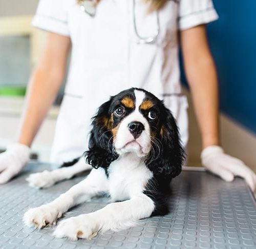 how long does a dog stay at the vet after neutering