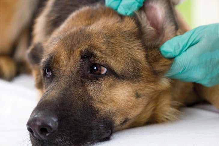 are double ear infections painful for dogs