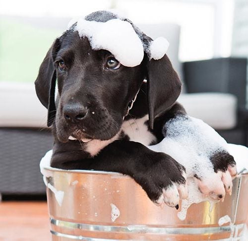 Bathing Your Puppy: Step-By-Step Guide 