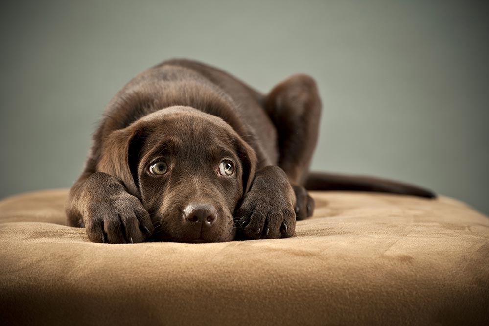 what makes a puppy sick