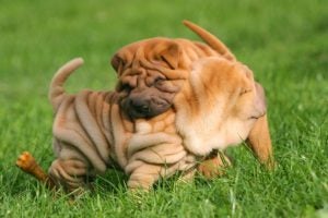 Two Chinese Shar-Pei puppies wrestling in the grass outdoors.