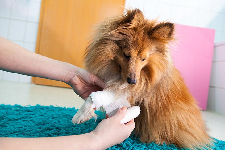 can dogs take bactrim for ear infection